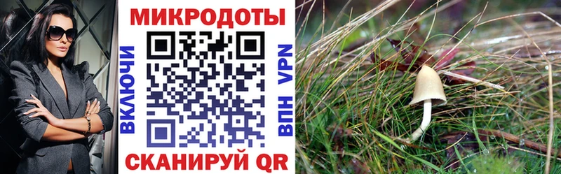 даркнет сайт Дорогобуж Псилоцибиновые грибы мицелий